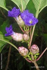 Strobilanthes callosus flower7.jpg